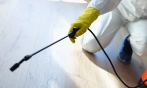 شركة مكافحة حشرات بوادي بن هشبل